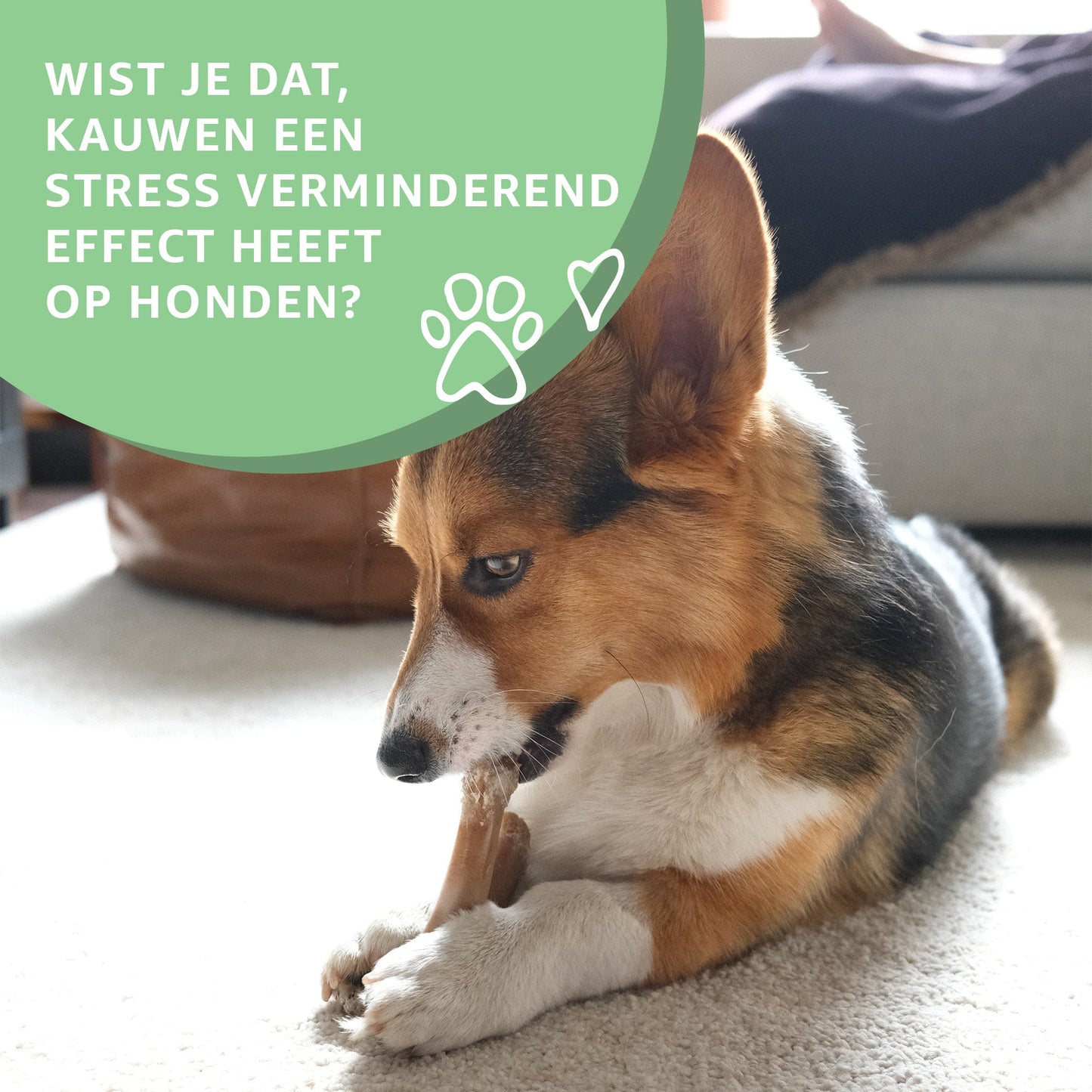 Varkensoren-2